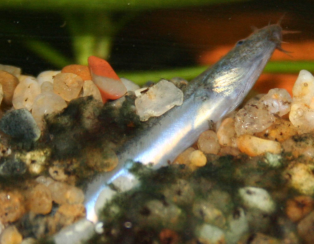 Pangio anguillaris emerging from the substrate