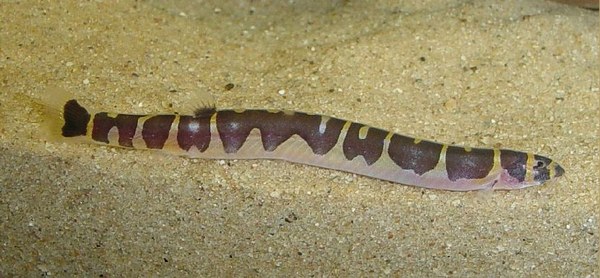 Hora do rango galera 😋. Cobrinha kuhli 🐍 Nome popular: Cobrinha Kuhli, Coolie Loach Nome científico: Pangio kuhlii, Valenciennes, 1846 Família:, By acquastore.aquarismo