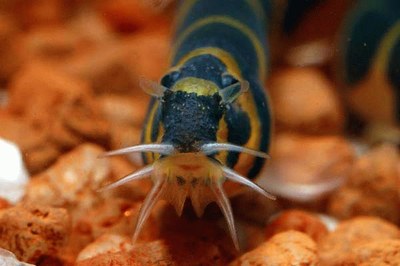 Hora do rango galera 😋. Cobrinha kuhli 🐍 Nome popular: Cobrinha Kuhli, Coolie Loach Nome científico: Pangio kuhlii, Valenciennes, 1846 Família:, By acquastore.aquarismo