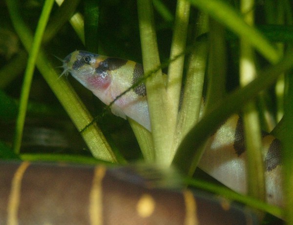 Pangio malayana - P. myersi in foreground