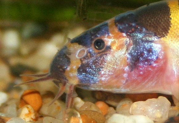 Pangio myersi - closeup of face, barbels, gills