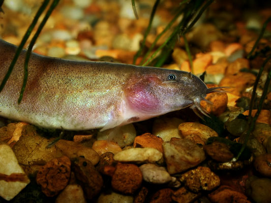 Pangio oblonga head detail showing typical pink colour in the gill area