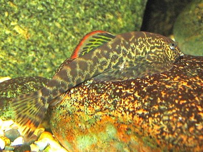 Pseudogastromyzon cheni Pseudogastromyzon cheni