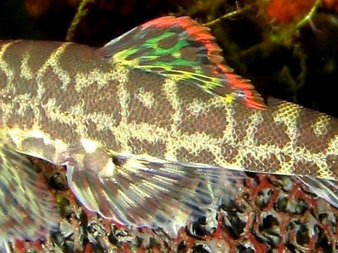 Pseudogastromyzon cheni, dorsal fin.