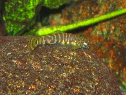 Pseudogastromyzon cheni, baby around 3/8"