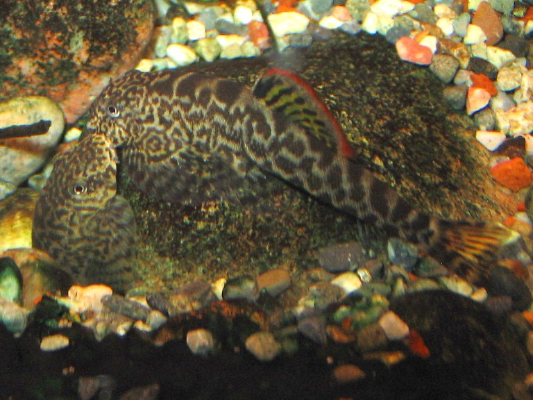 Pseudogastromyzon cheni - Breeding activity