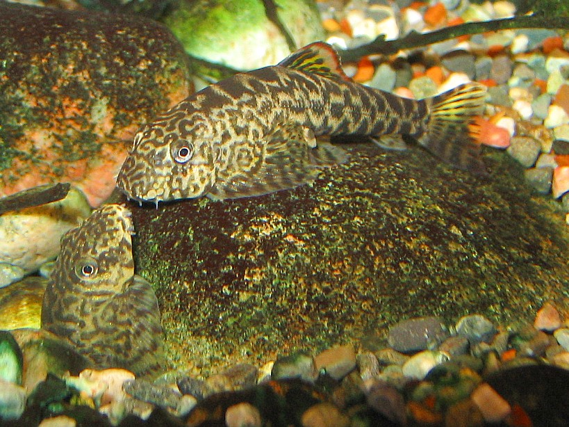 Pseudogastromyzon cheni - Breeding activity