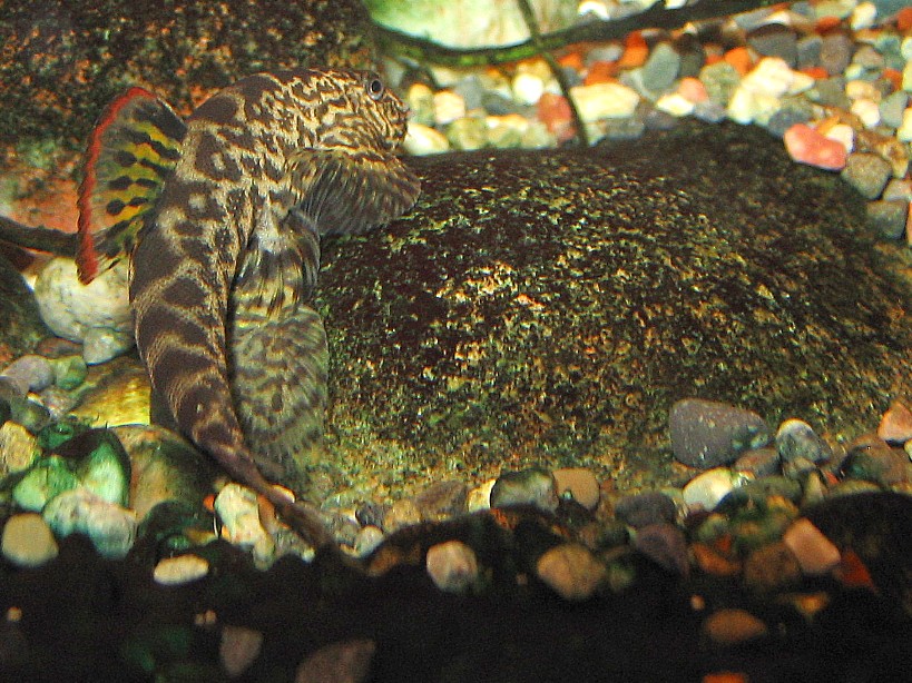 Pseudogastromyzon cheni - Breeding activity