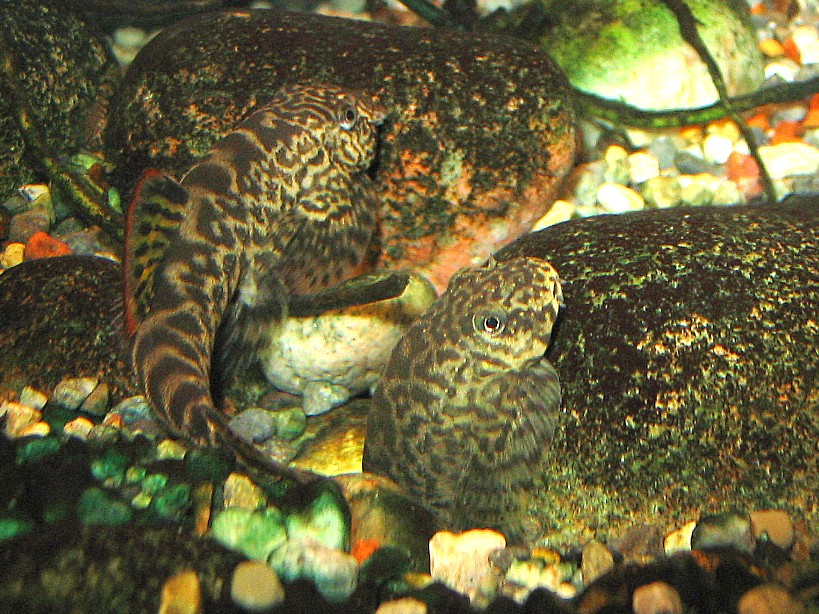 Pseudogastromyzon cheni - Breeding activity