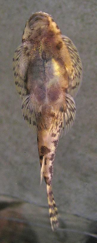 Pseudogastromyzon cheni  - Female underside