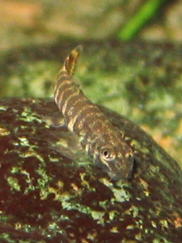 Pseudogastromyzon cheni - 1cm baby