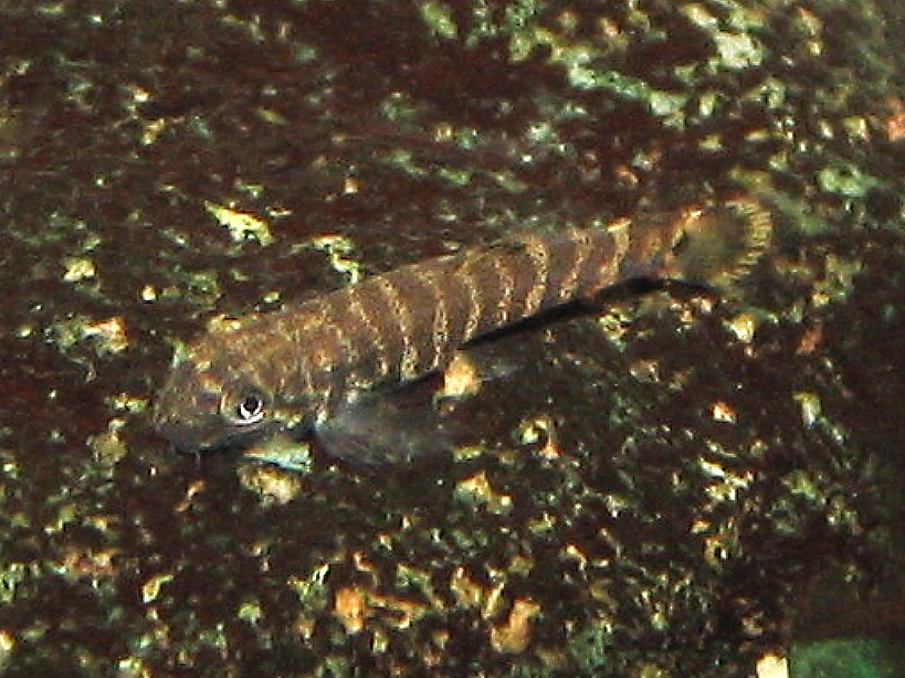 Pseudogastromyzon cheni - 1cm baby