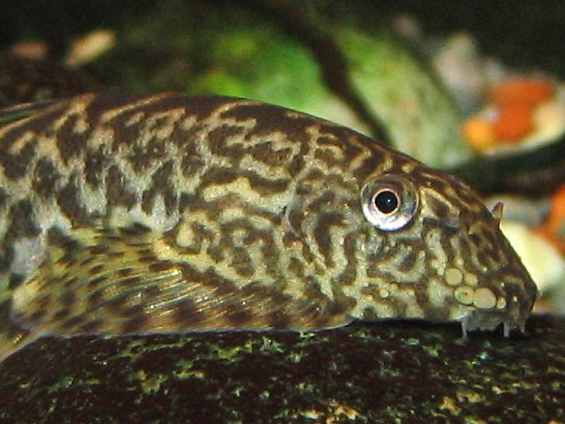 Pseudogastromyzon cheni - Closeup of Male's head