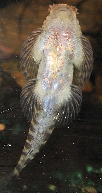 Pseudogastromyzon cheni - Male underside