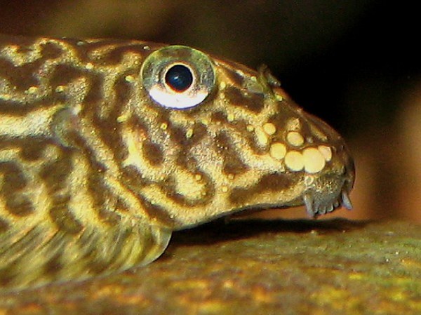 Pseudogastromyzon cheni - head profile of male