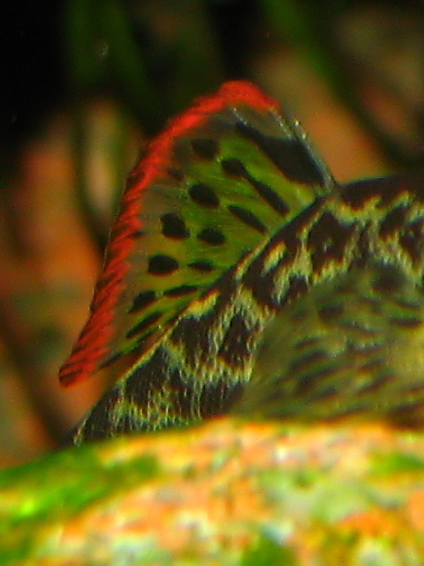 Pseudogastromyzon cheni - dorsal fin closeup