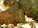Pseudogastromyzon cheni pair spawning