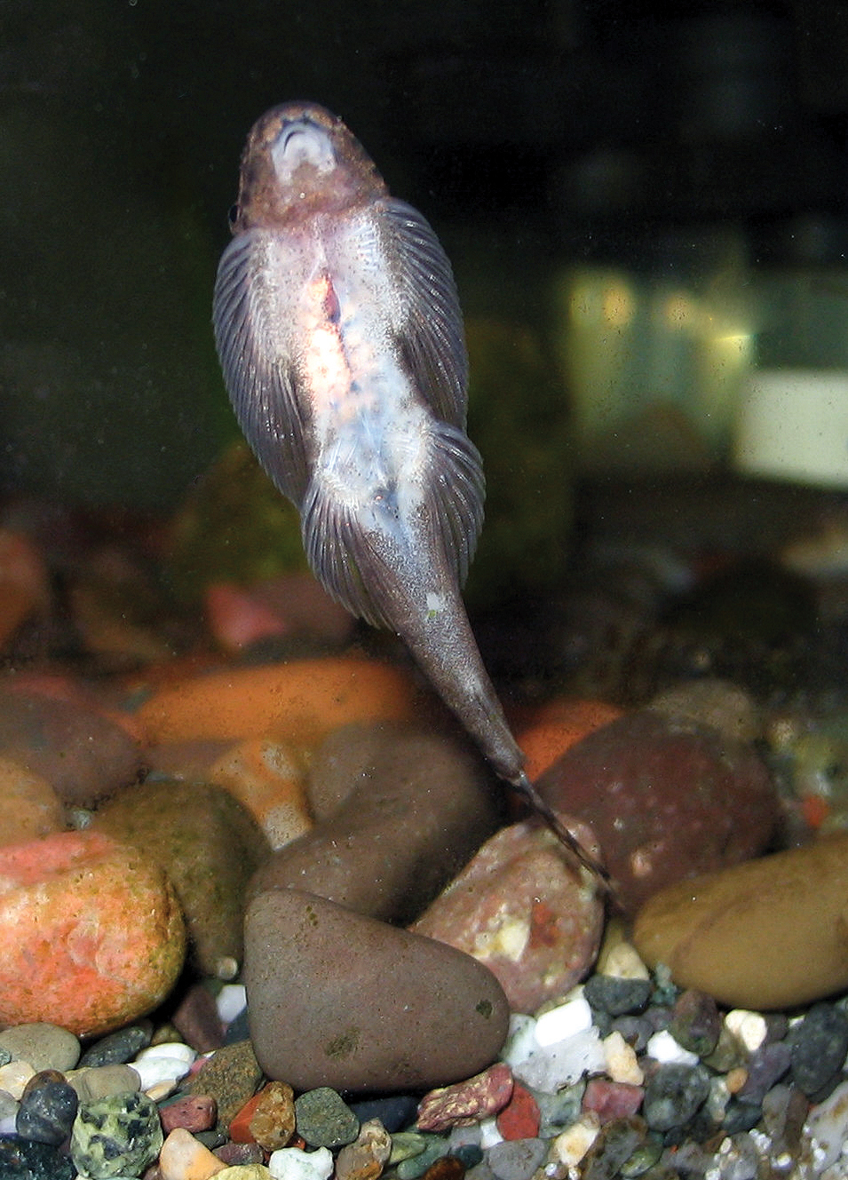 Pseudogastromyzon fasciatus underside - click for high-res