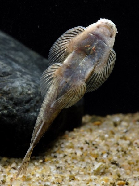 Pseudogastromyzon myersi - Underside