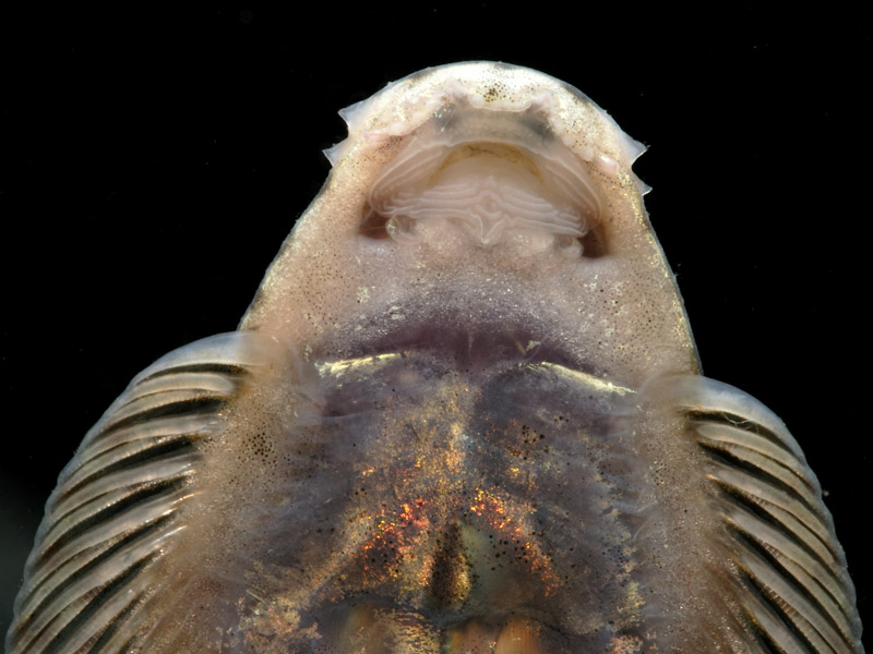 Pseudogastromyzon myersi - Mouth detail