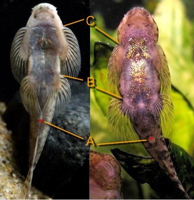 Pseudogastromyzon myersi - Compare with P. cheni