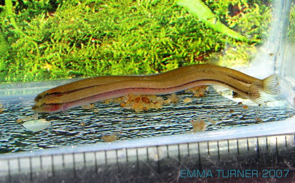 Enguiazinha (Pangio anguillaris) - Ficha Técnica - MyAquarium