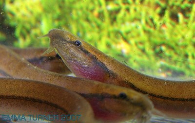 Pangio cf. anguillaris - Head closeup