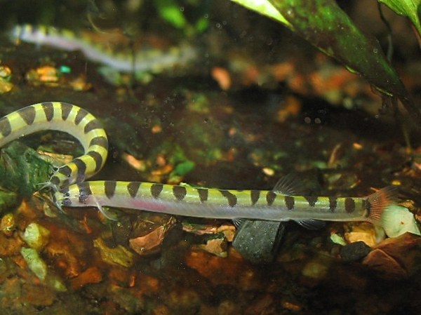Pangio cuneovirgata Pangio cuneovirgata