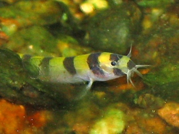 Pangio cuneovirgata - closeup