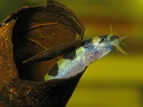 Pangio cuneovirgata - Head closeup - Note long nasal barbs