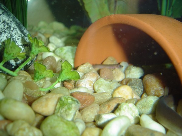 Pangio oblonga baby inside flowerpot - Adult to right