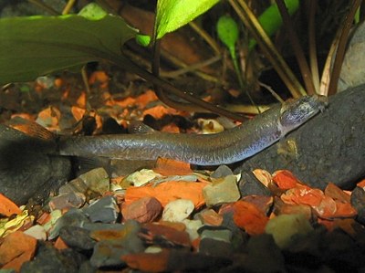 Pangio piperata Pangio piperata