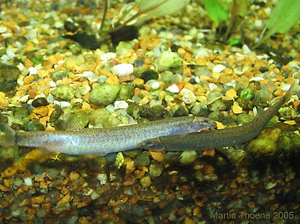 Pangio piperata - Female (left) & male (right)