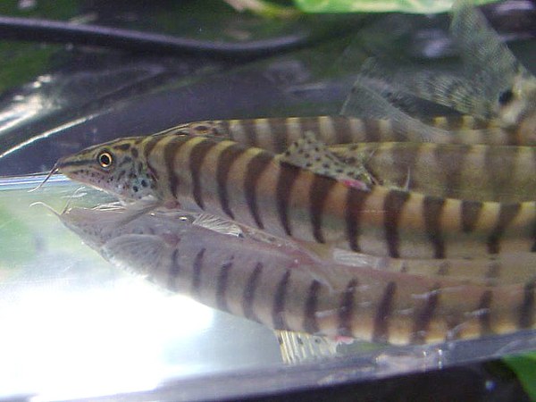 Parabotia fasciata - New fish in photo tank