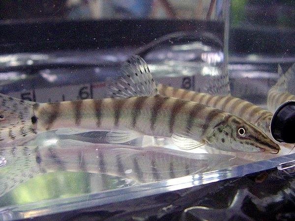 Parabotia fasciata - New fish in photo tank