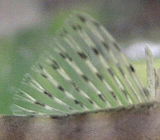 Parabotia fasciata - Closeup of Dorsal