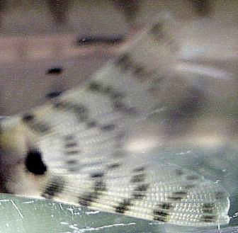 Parabotia fasciata - Closeup of Caudal