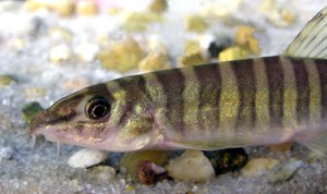 Parabotia lijiangensis, head closeup