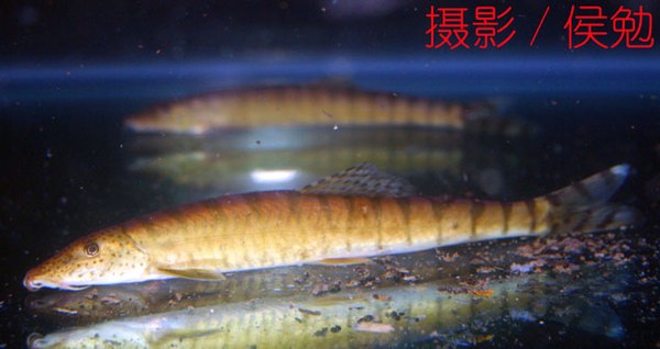 Parabotia maculosa Parabotia maculosa