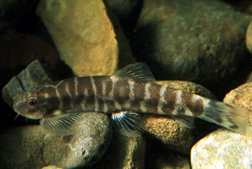 Protomyzon whiteheadi Protomyzon whiteheadi