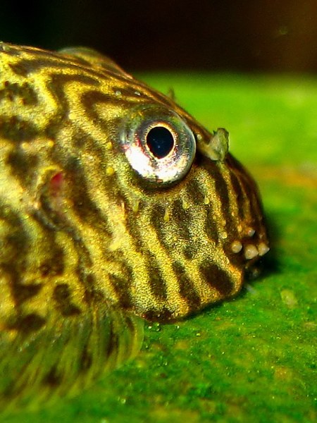Pseudogastromyzon cheni - head closeup of male