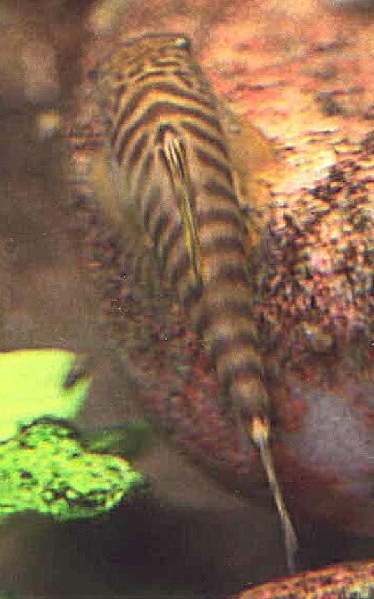 Pseudogastromyzon fasciatus