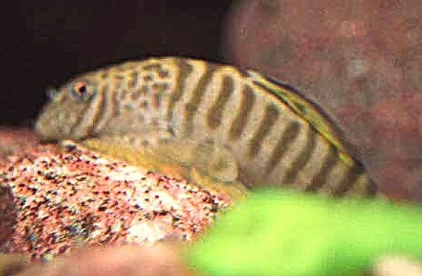 Pseudogastromyzon fasciatus