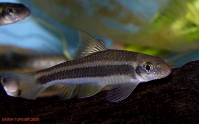 Garra cambodgiensis