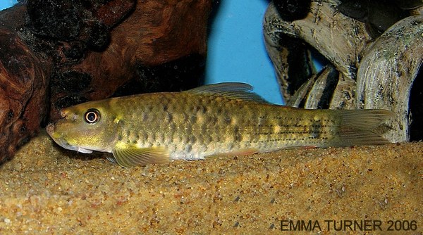 Garra fuliginosa