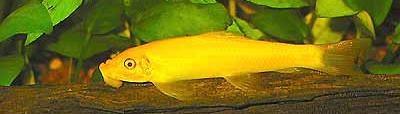 Gyrinocheilus aymonieri - Golden