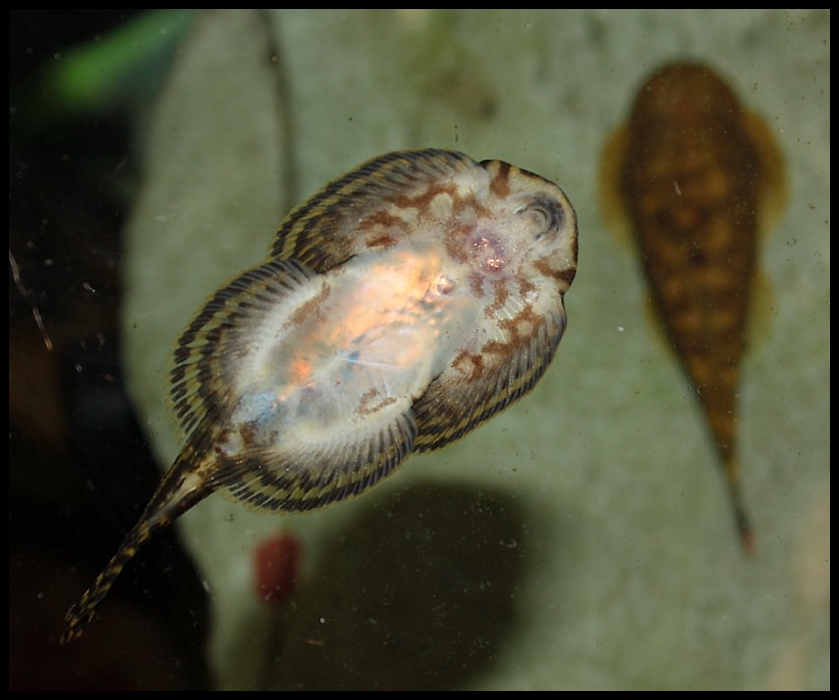 Sewellia lineolata - Female underside