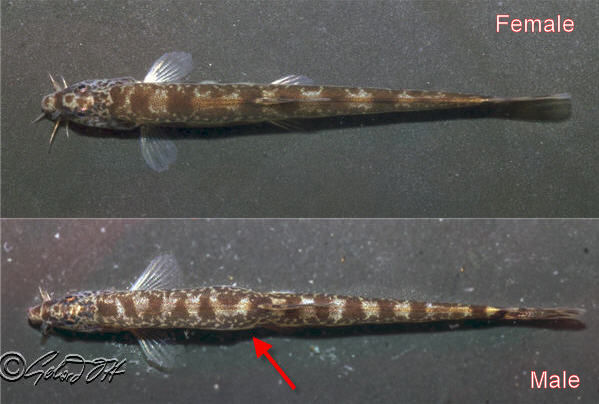 Sabanejewia balcanica - female & male