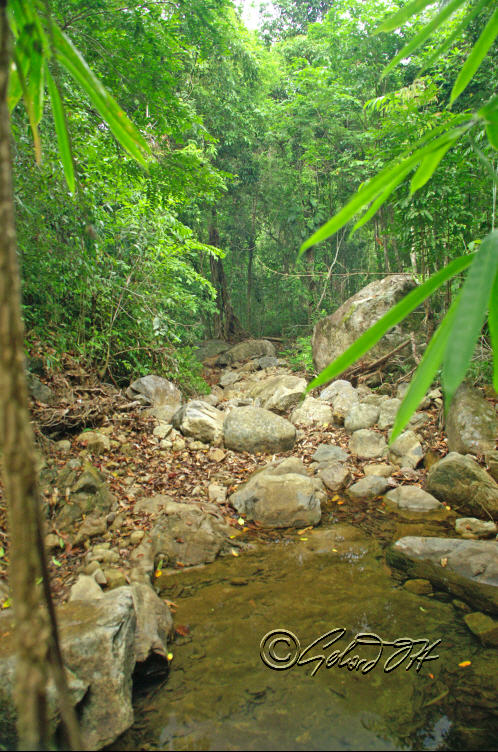 Schistura kohchangensis - natural habitat, Koh Chang