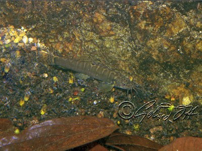 Schistura kohchangensis - underwater photo taken in Nam Tok Nan Yom (Waterfall Nan Yom) flowing into Khlong Son in the northern part of Koh Chang